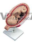 7th Month Fetus Pregnancy Model